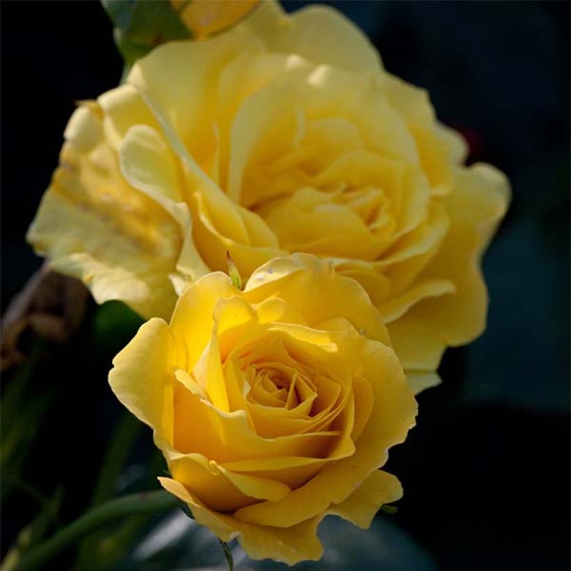 Floribundaruusu Friesia (Kukinta)