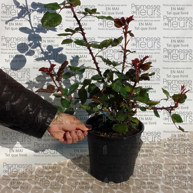 Esimerkki toimitetusta Rosier Generosa Amandine Chanel Pot de 4L/5L-taimesta