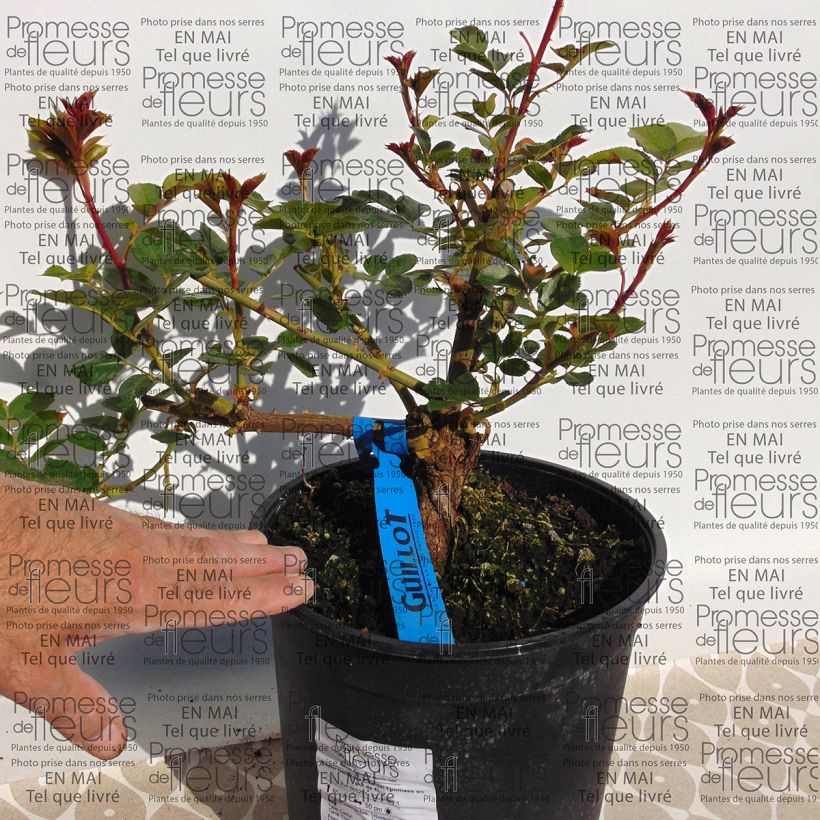 Esimerkki toimitetusta Rosier Generosa Chantal Thomass Pot de 4L/5L-taimesta