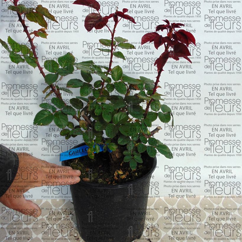 Esimerkki toimitetusta Tuoksuva ruusu Guiladjar L'Ami des Jardins 4 litran/5 litran ruukku-taimesta