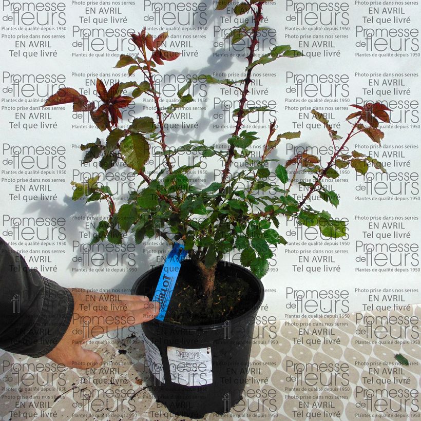 Esimerkki toimitetusta Rosier Generosa Monique Bouygues Pot de 4L/5L-taimesta