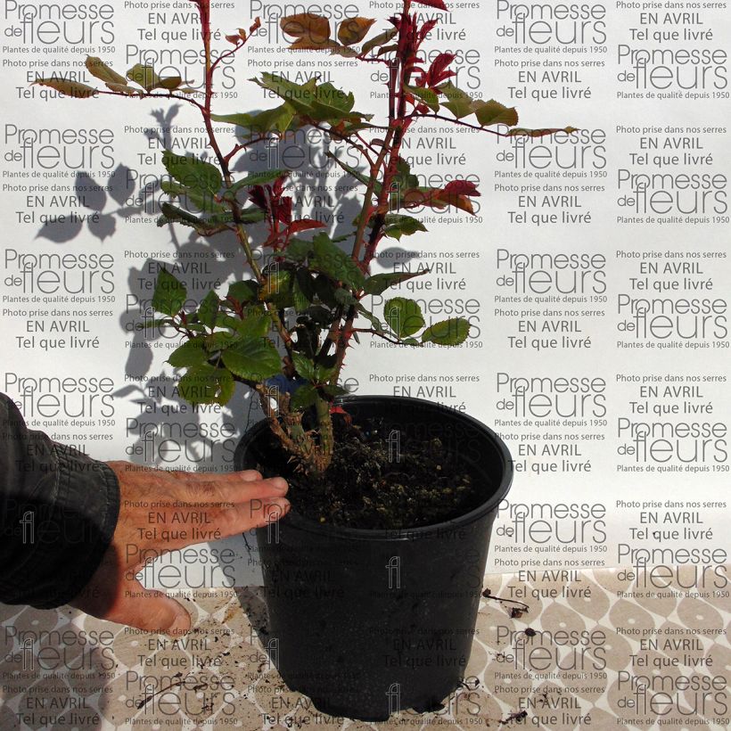 Esimerkki toimitetusta Rosier Generosa Prix PJ Redouté Pot de 4L/5L-taimesta