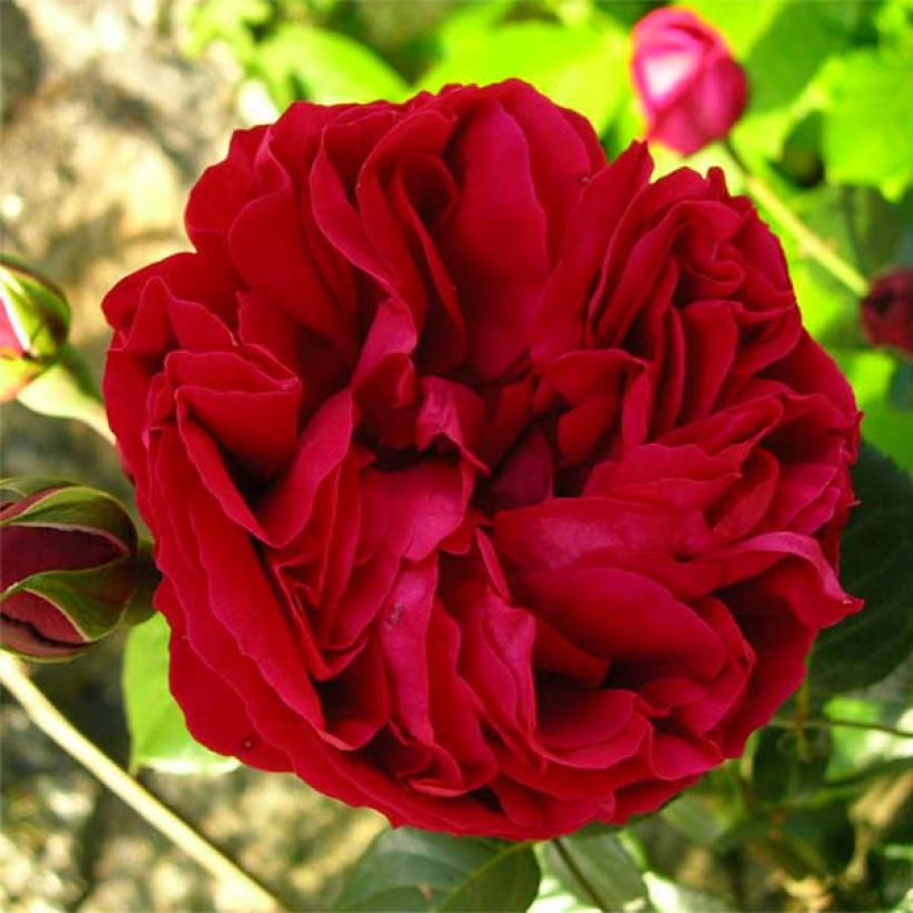 Köynnösruusu Red Eden Rose (Kukinta)