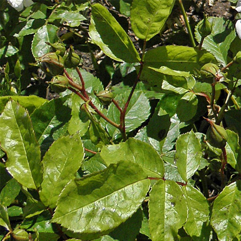 Floribundaruusu Irene of Denmark (Lehvistö)
