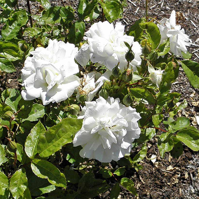 Floribundaruusu Irene of Denmark (Kukinta)