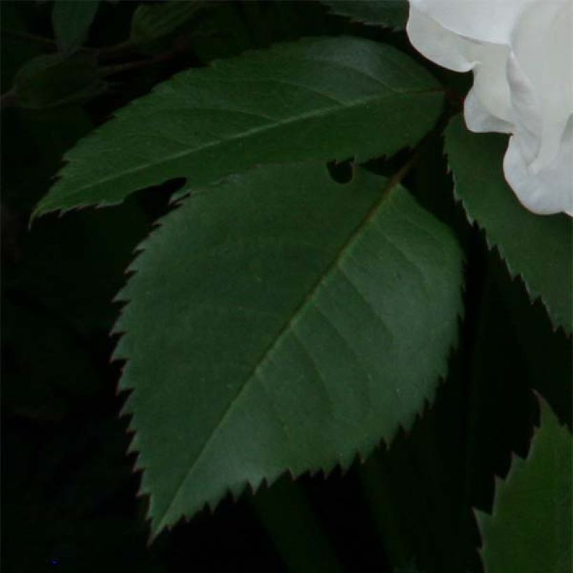 Vanha ruusu Jacqueline du Pré (Lehvistö)