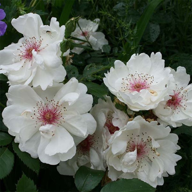 Vanha ruusu Jacqueline du Pré (Kukinta)