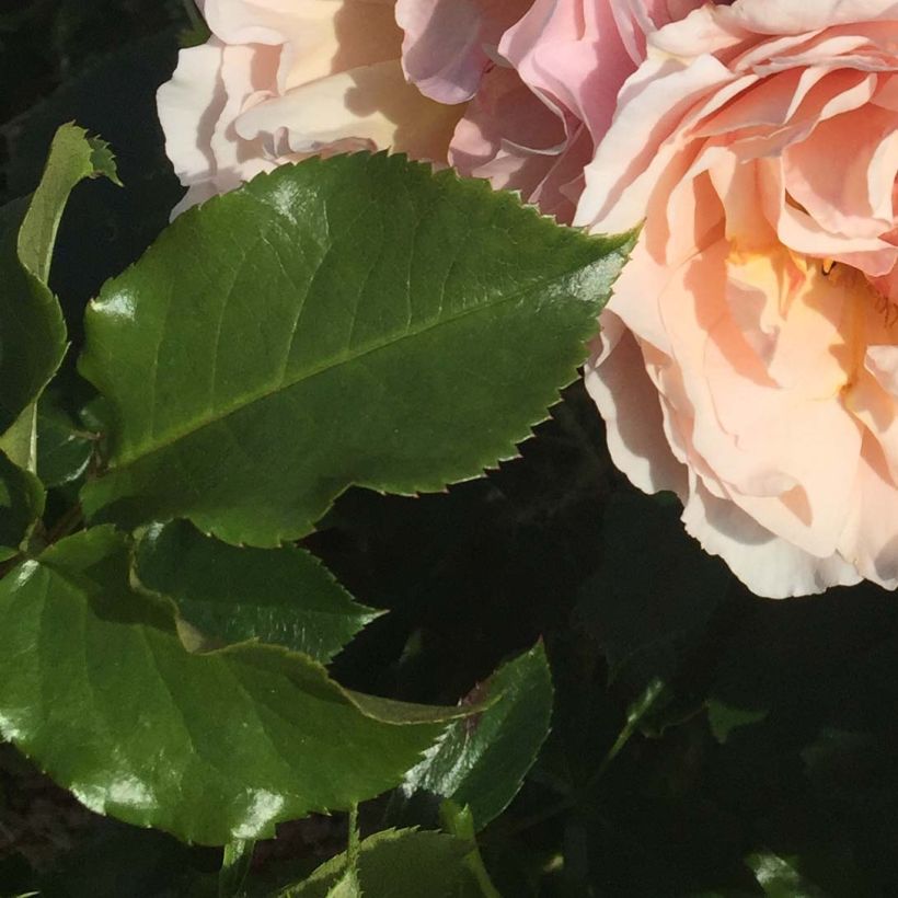 Köynnösruusu Jardin des Tuileries 'Delcréor (Lehvistö)