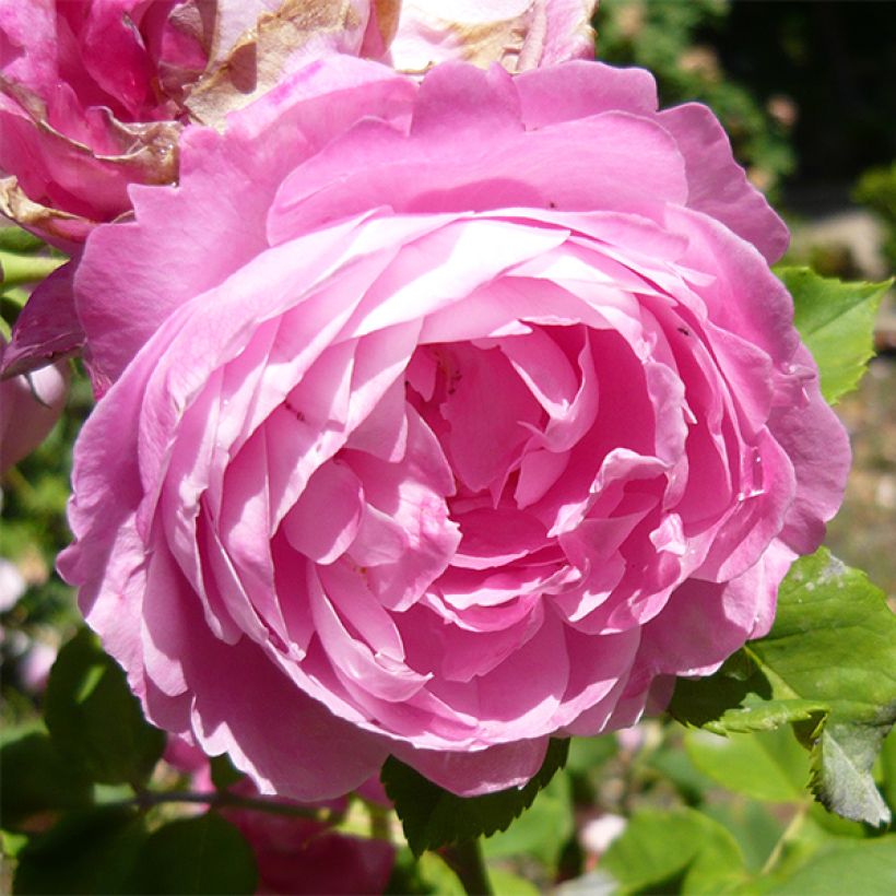 Vanha ruusu La Reine Victoria (Kukinta)