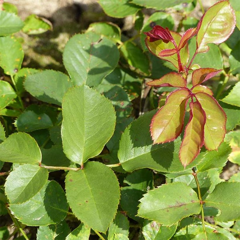 Floribundaruusu Lili Marleen (Lehvistö)
