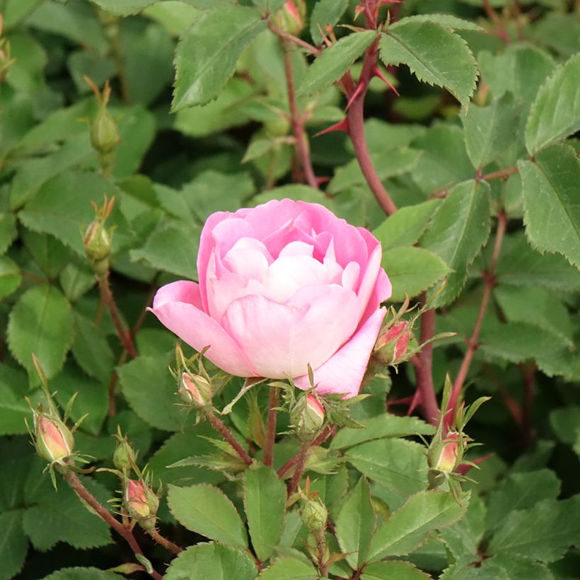 Polyantharuusu Meillandecor Pink Chantilly (Kukinta)