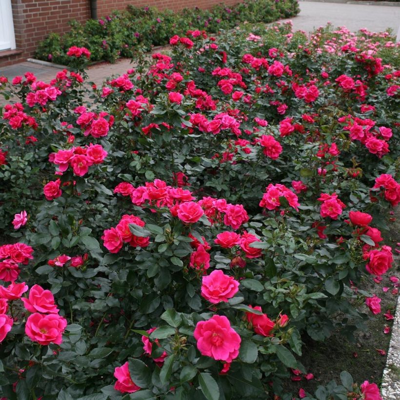 Polyantharuusu NECTAR GARDEN Chabadabada (Kasvutapa)