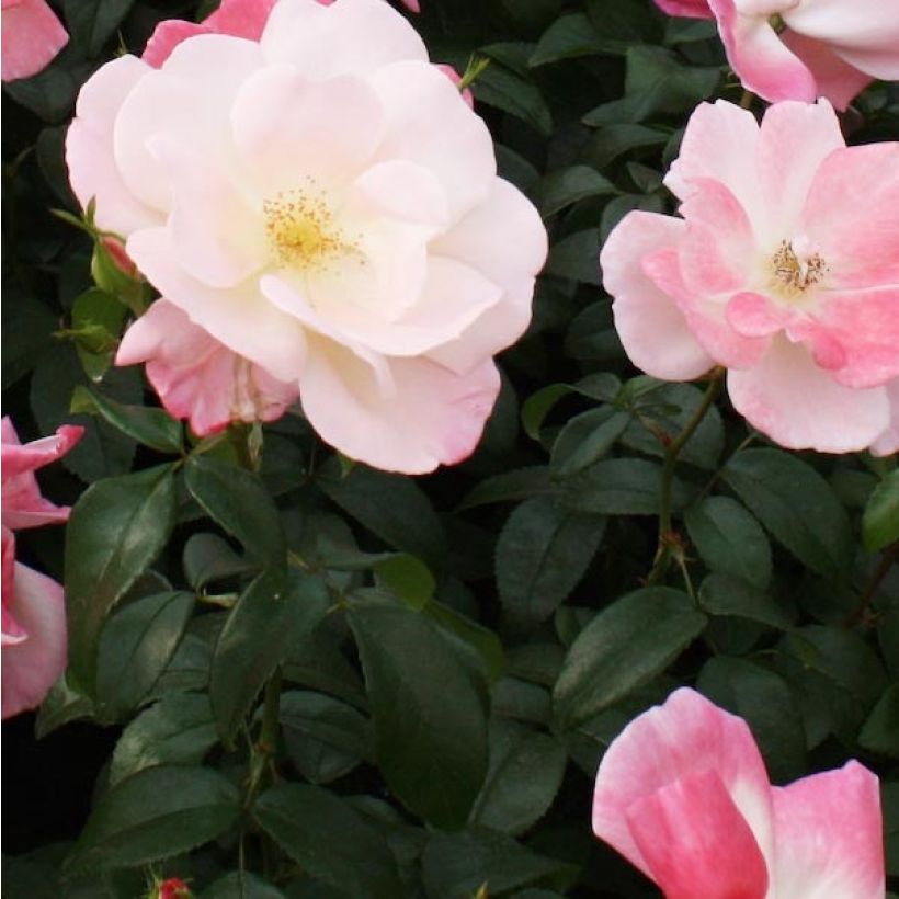 Floribundaruusu NECTAR GARDEN Roseromantic (Lehvistö)
