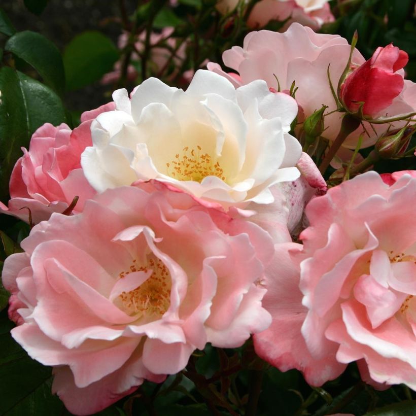 Floribundaruusu NECTAR GARDEN Roseromantic (Kukinta)