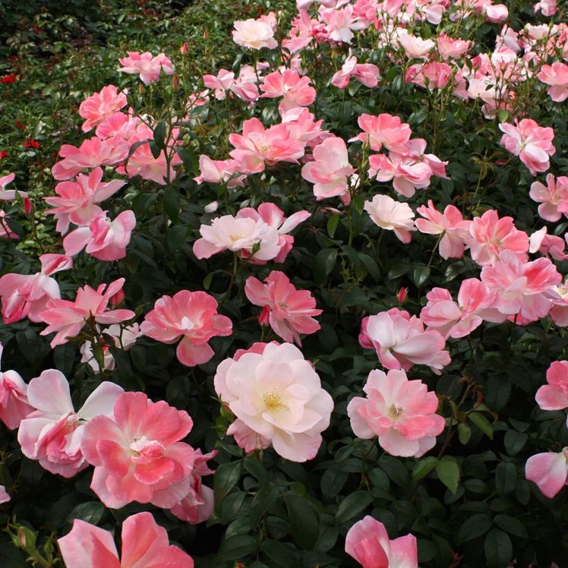 Floribundaruusu NECTAR GARDEN Roseromantic (Kasvutapa)