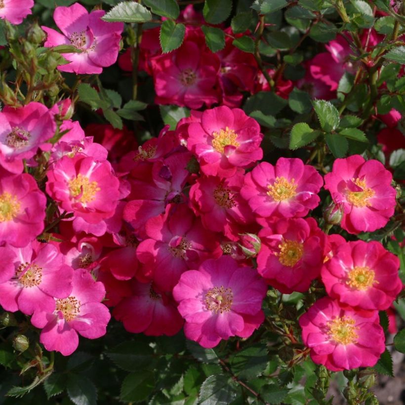 Polyantharuusu NECTAR GARDEN Lilliputs Lupo (Kukinta)