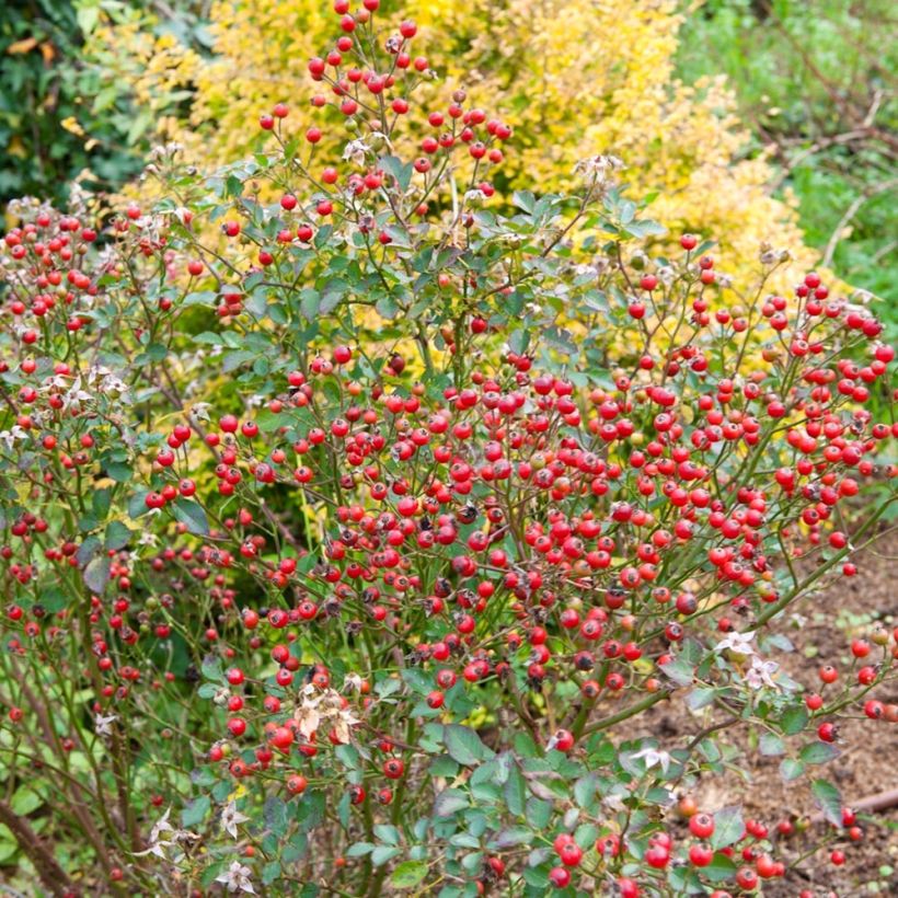 Polyantharuusu NECTAR GARDEN Lilliputs Lupo (Sadonkorjuu)