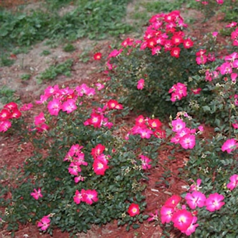 Polyantharuusu NECTAR GARDEN Lilliputs Lupo (Kasvutapa)