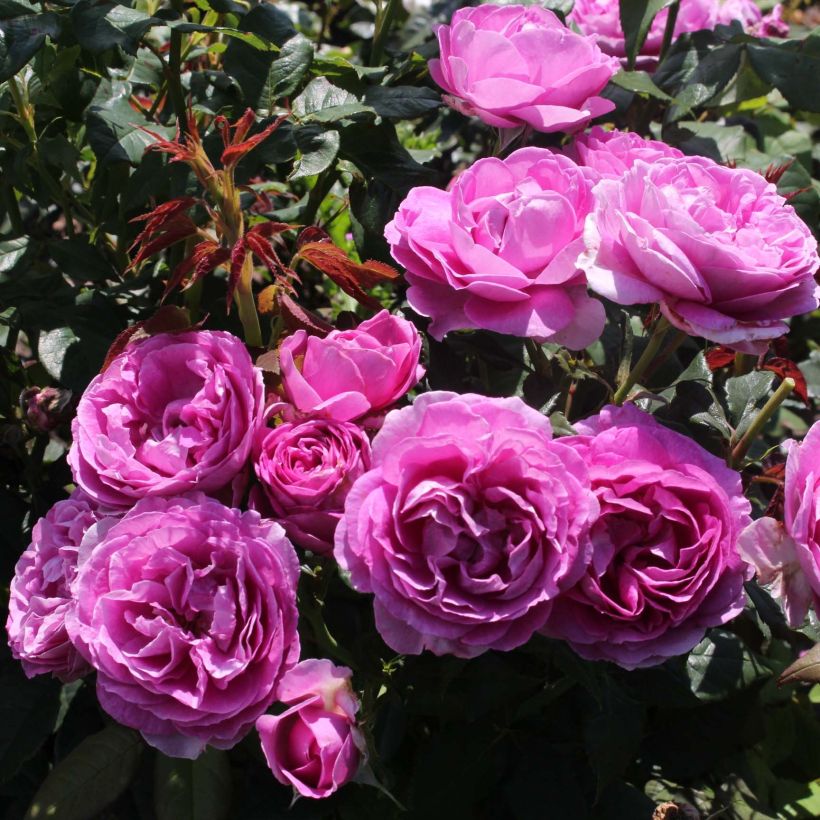 Floribundaruusu Parfuma Catherine de Medicis (Kukinta)