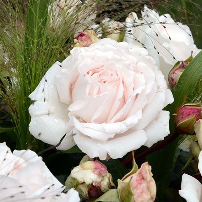 Floribundaruusu Parfuma Constance Mozart (Kukinta)