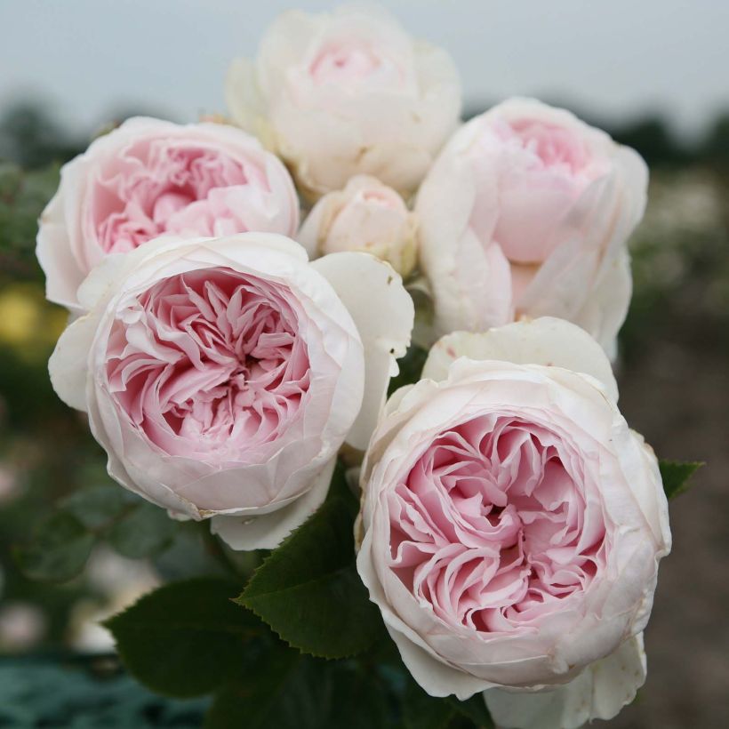 Floribundaruusu Parfuma Duchesse Christiana (Kukinta)