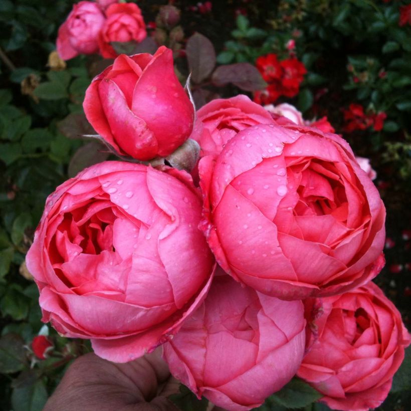 Floribundaruusu Parfuma Princesse de Jardin Marie José (Kukinta)