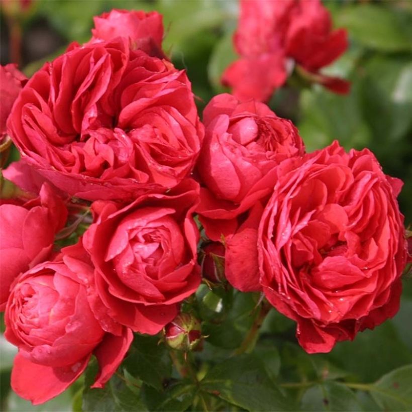 Puistoruusu PATIO Rose Cherry Girl korkosieb (Kukinta)