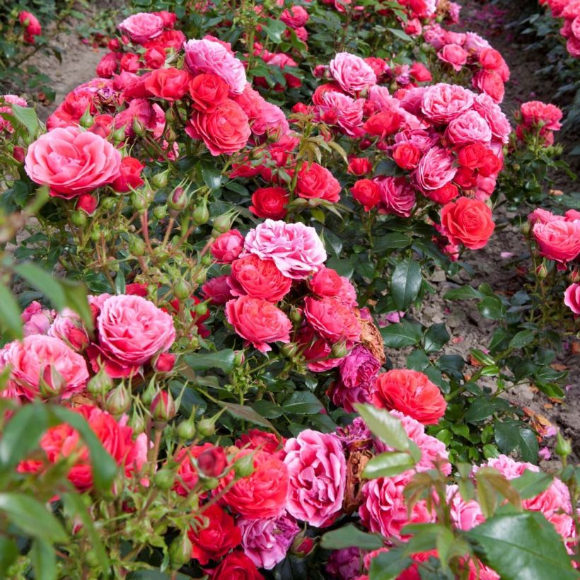 Puistoruusu PATIO Rose Cherry Girl korkosieb (Kasvutapa)