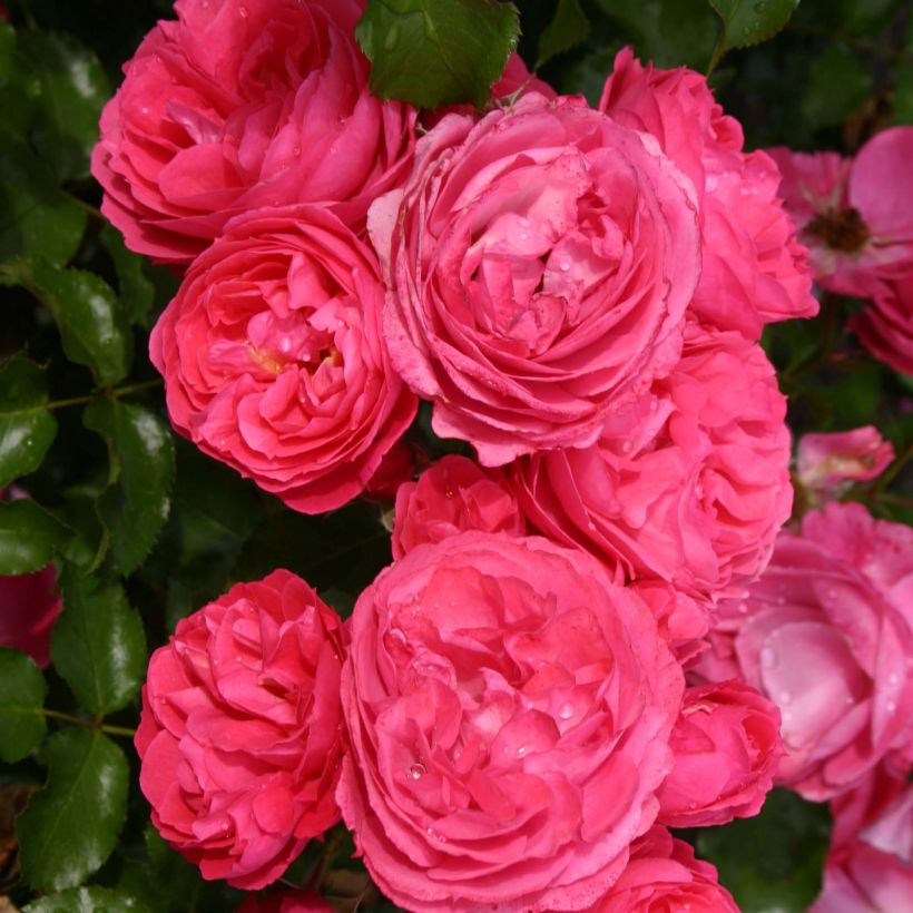 Puistoruusu PATIO Rose Moin Moin (Kukinta)
