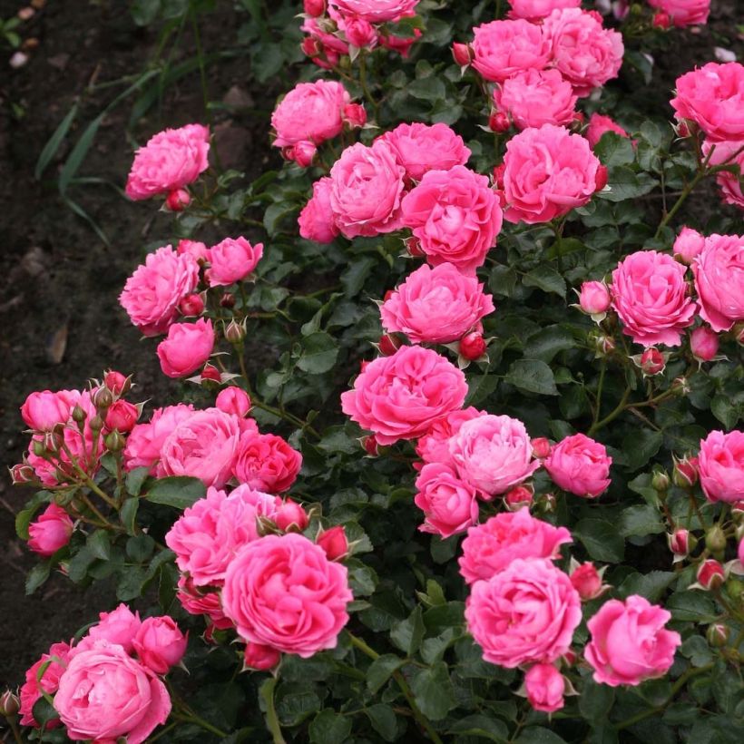 Puistoruusu PATIO Rose Moin Moin (Kasvutapa)
