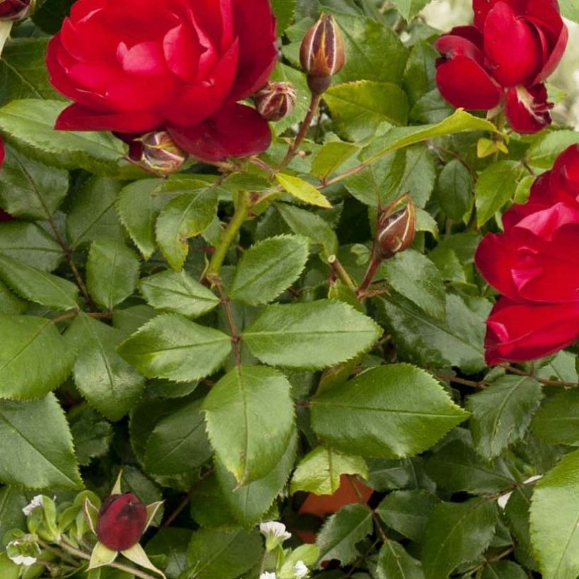 Puistoruusu PATIO Rose Milano Korjuwko (Lehvistö)