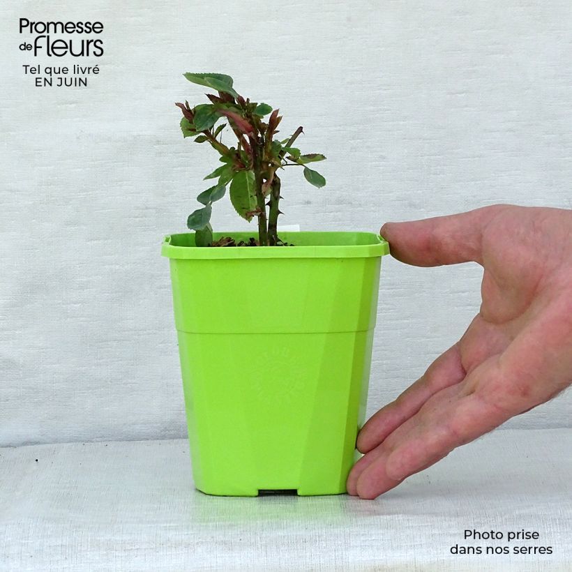 Esimerkki kesällä toimitetusta Floribundaruusu Parfuma Constance Mozart 1,5 litran / 2 litran kannu-taimesta