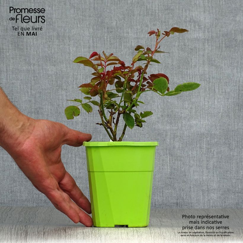 Esimerkki keväällä toimitetusta Floribundaruusu Parfuma Duchesse Christiana 3 litran/4 litran ruukku-taimesta