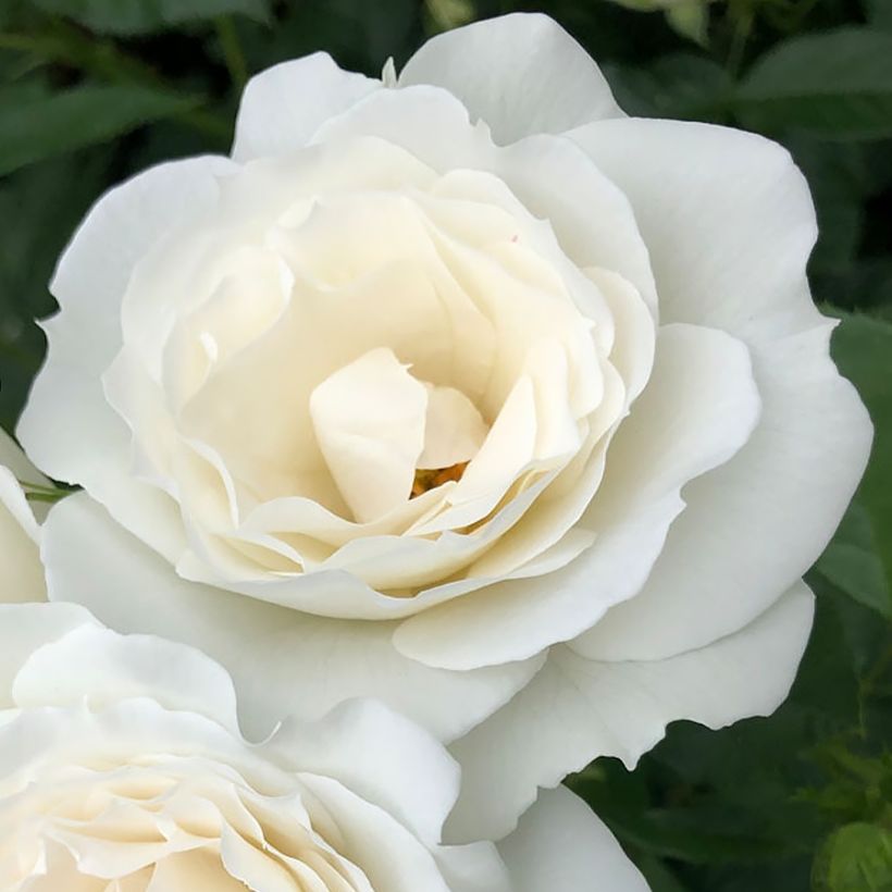 Puistoruusu PATIO Rose Baby Icebergl (Kukinta)