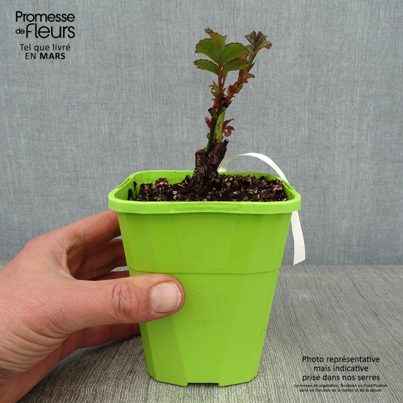 Esimerkki talvella toimitetusta Puistoruusu PATIO Rose Cherry Girl korkosieb 1,5 litran / 2 litran kannu-taimesta