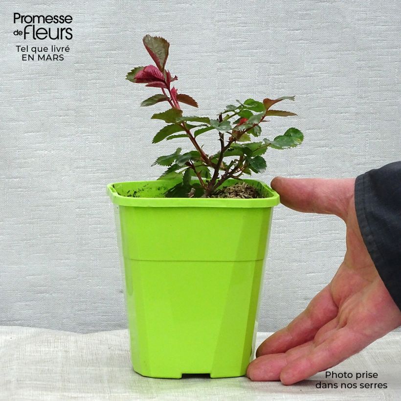 Esimerkki talvella toimitetusta Puistoruusu PATIO Rose Impala KORsternfue 3 litran/4 litran ruukku-taimesta