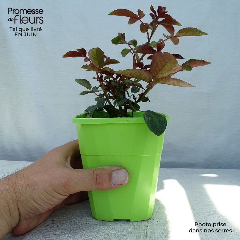 Esimerkki kesällä toimitetusta Puistoruusu PATIO Rose Milano Korjuwko 1,5 litran / 2 litran kannu-taimesta