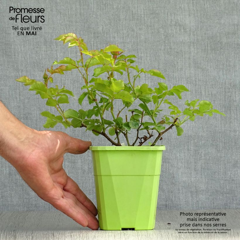 Esimerkki keväällä toimitetusta Puistoruusu PATIO Rose Moin Moin 3 litran/4 litran ruukku-taimesta