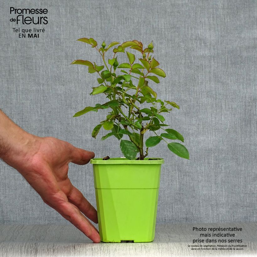 Esimerkki keväällä toimitetusta Puistoruusu PATIO Rose Nautica KORcharblo 1,5 litran / 2 litran kannu-taimesta