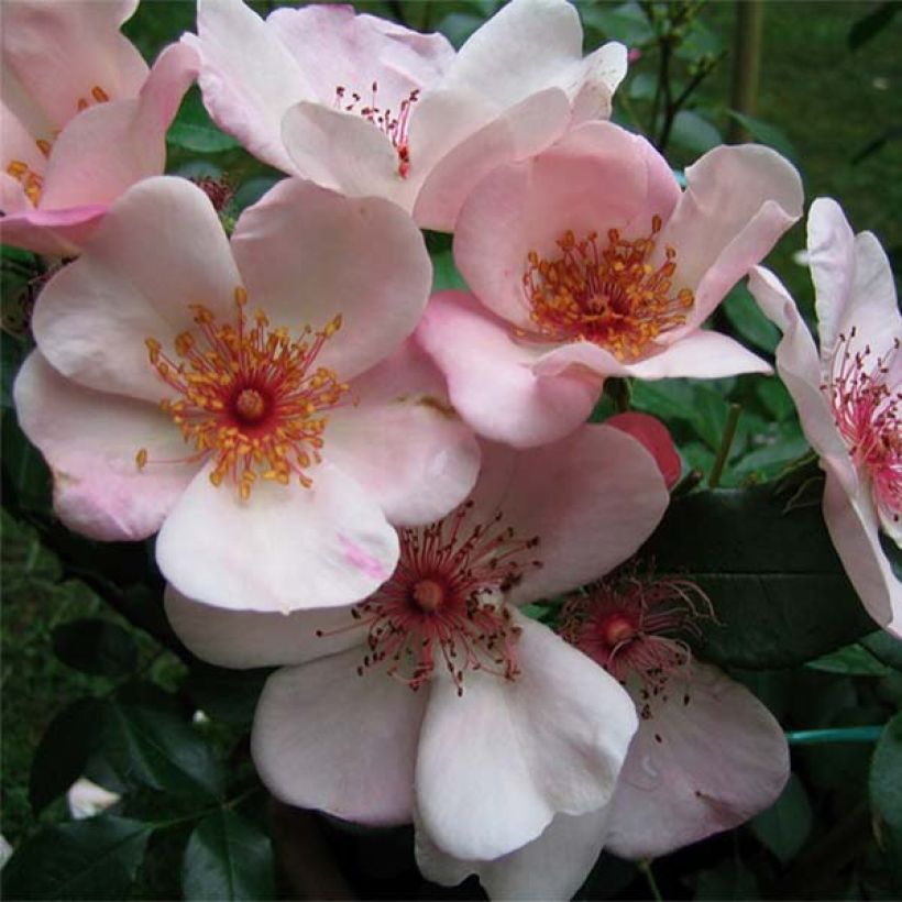 Floribundaruusu Astronomia Meillandécor (Kukinta)