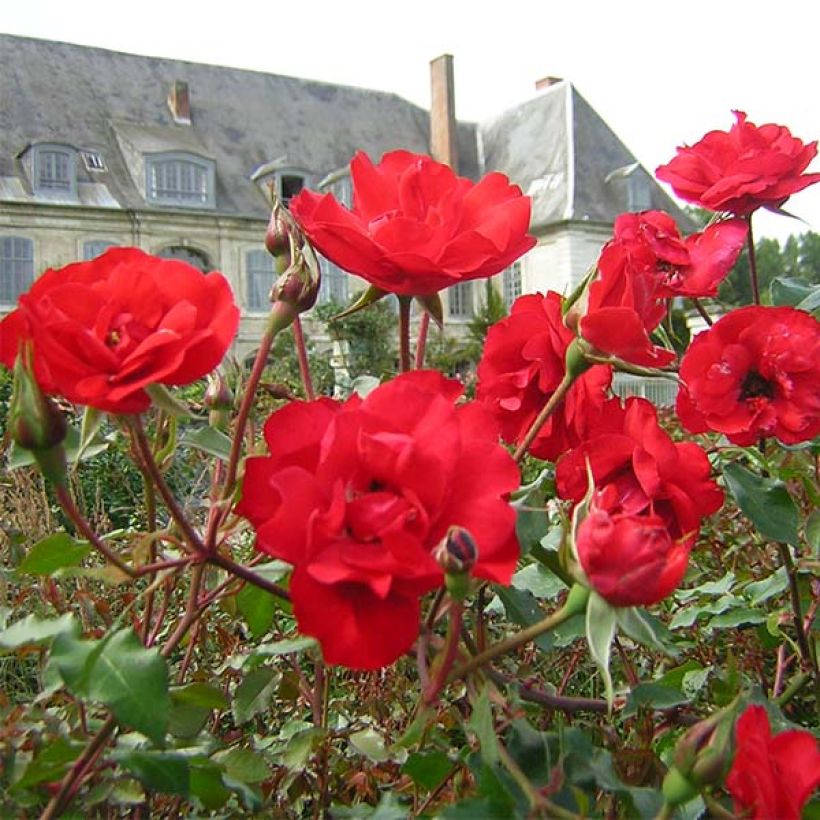 Floribundaruusu La Sevillana Meigekanu (Kukinta)