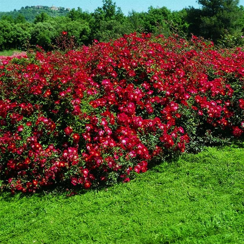 Pensasruusu Rouge Meillandécor (Kasvutapa)