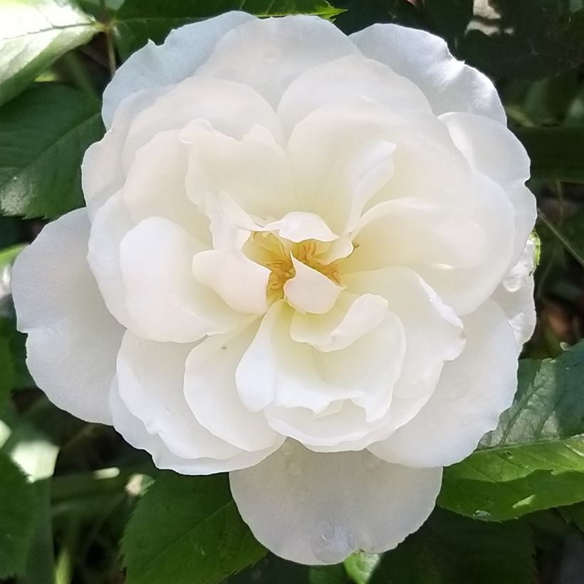 Floribundaruusu Princesse de Galles (Hardinkum) (Kukinta)