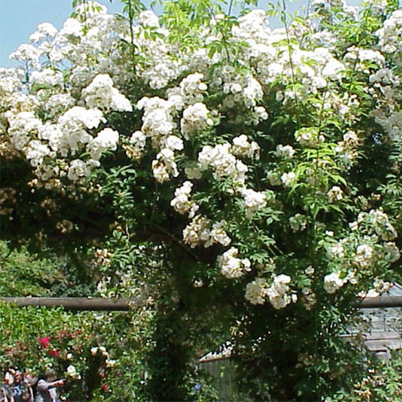 Köynnösruusu Rambling Rector (Kukinta)