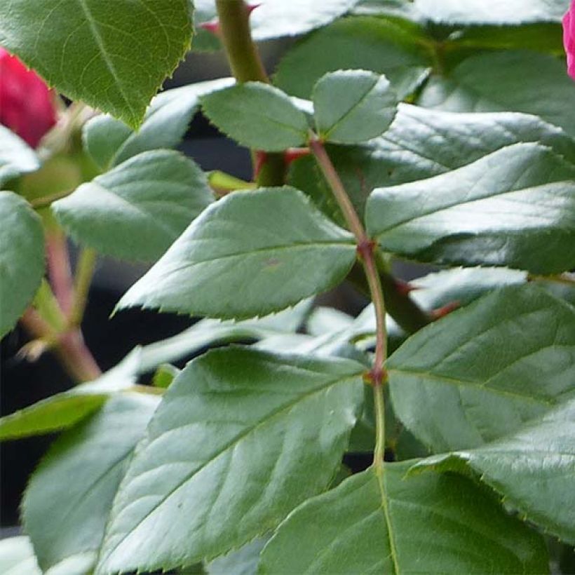 Floribundaruusu Red Leonardo da Vinci Meiangele (Lehvistö)