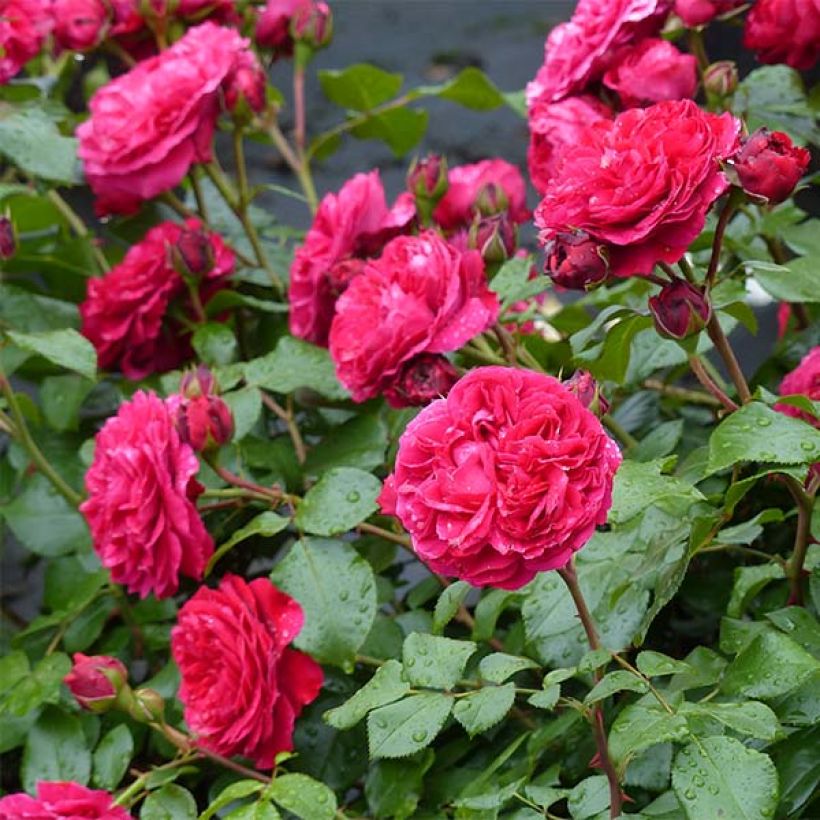 Floribundaruusu Red Leonardo da Vinci Meiangele (Kukinta)