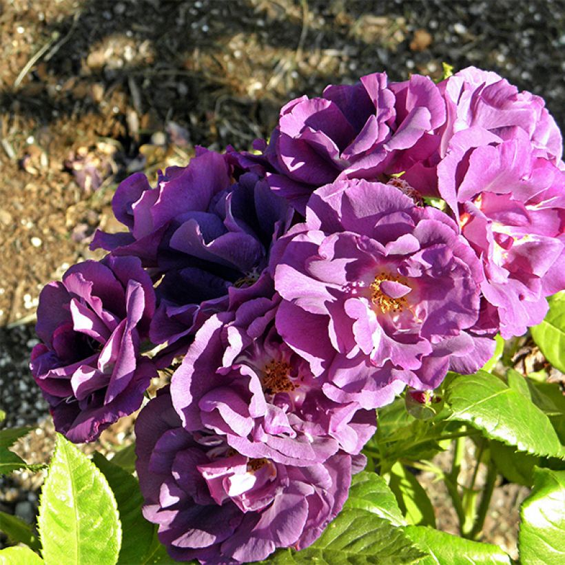 Floribundaruusu Rhapsody In Blue (Kukinta)