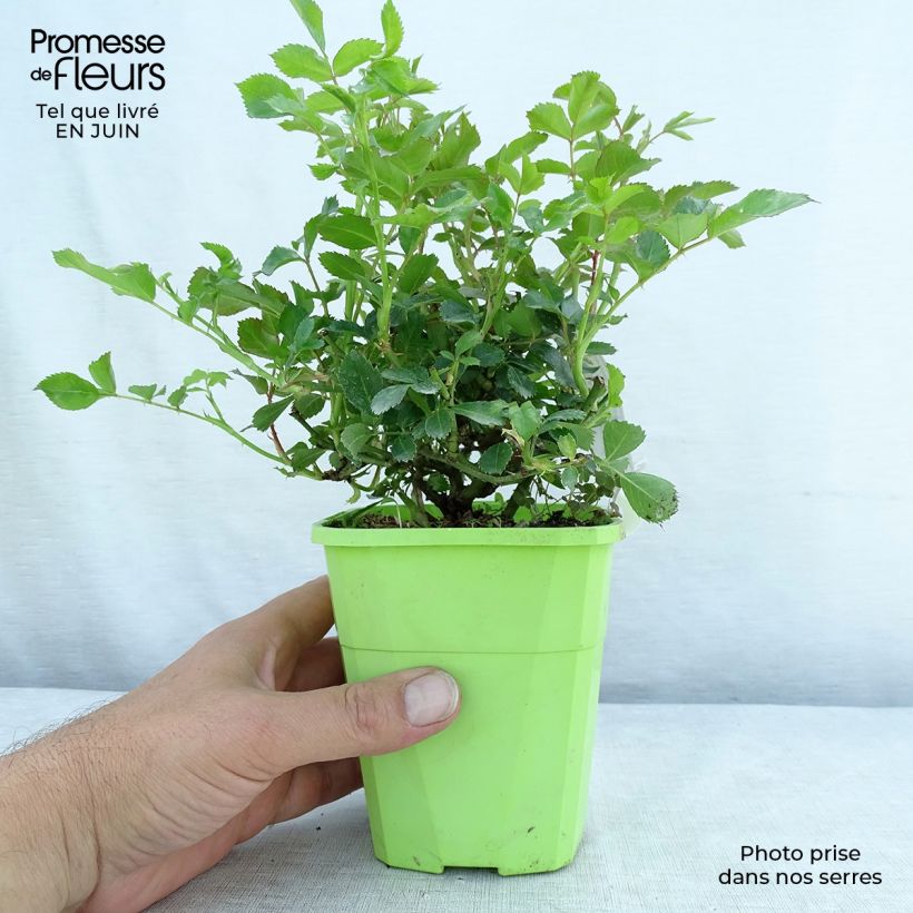 Esimerkki kesällä toimitetusta Floribundaruusu Rigo Rosen Innocencia Korstarnow 3 litran/4 litran ruukku-taimesta