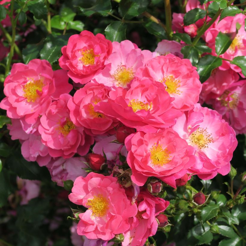 Floribundaruusu Rigo Rosen Hotline KORneobig (Kukinta)