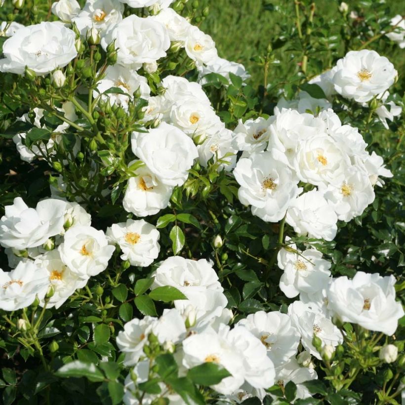 Floribundaruusu Rigo Rosen Innocencia Korstarnow (Kukinta)